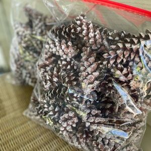 Pine cones for crafters and home decor